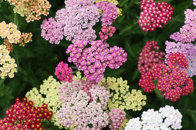 Fragrant Blossoms