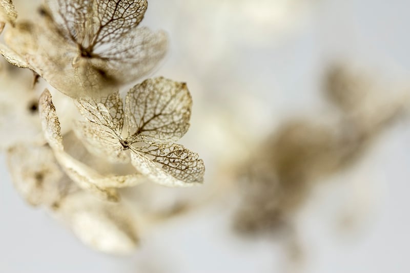 Hydrangeas