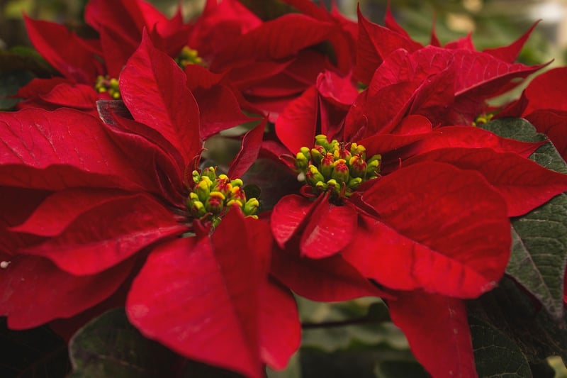 Poinsettias